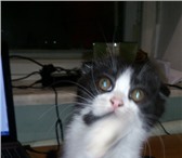 Шотландский вислоухий котенок 3667663 Скоттиш фолд фото в Орле