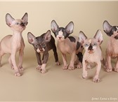 Котята канадского сфинкса 1285528 Канадский сфинкс фото в Саратове