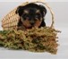 Многопородный питомник собак Иришстар предлагает к продаже породистых , очаровательных щенков йоркш 68561  фото в Нижнем Новгороде