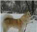 Фотография в Домашние животные Вязка собак Предлагается для вязки кобель акита инуПараметры:родословная в Москве 25 000