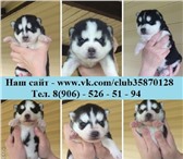Забавные щенки хаски продаются 4228527 Сибирский хаски фото в Чебоксарах