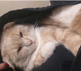 Фото в Домашние животные Вязка Красивый, опытный котик ищет кошечку для в Екатеринбурге 1