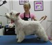 Изображение в Домашние животные Стрижка собак Зоопарикмахерская Лилу, предлагает своим в Обнинске 1 000