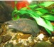 Фото в Домашние животные Рыбки Продам аквариум на 450 литров с крышкой и в Новокузнецке 15 000