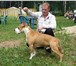 Foto в Домашние животные Вязка собак Предлагаю Американского СтаффордширТерьера в Костроме 6 000