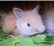 Изображение в Домашние животные Грызуны Продаются карликовые  крольчата Порода кар в Усть-Лабинск 600