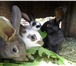 Фото в Домашние животные Грызуны Продам молодняк кроликов.Порода- белый великан,шиншилла,фландер,бабочка в Москве 500