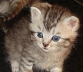 Продаю британских котят 1012825 Британская короткошерстная фото в Астрахани