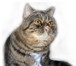 Изображение в Домашние животные Вязка Американский экзотический кот для вязки, в Туле 1