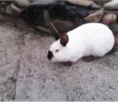 Фото в Домашние животные Грызуны Происхождение. Калифорнийский кролилик выведен в Ставрополе 500