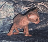 Сфинкс котята 3794182 Донской сфинкс фото в Санкт-Петербурге