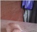Отдам милого котёнка в хорошие руки 2942142 Другая порода фото в Улан-Удэ