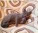 Плюшевый шотландский котенок 1654461 Скоттиш страйт фото в Зеленоград