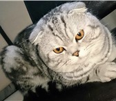 Фото в Домашние животные Вязка Британский вислоухий(мраморный) котик приглашает в Самаре 2 500