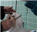Foto в Домашние животные Услуги для животных Профессиональный грумминг, тримминг, выставочные в Челябинске 1 200