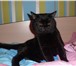 Foto в Домашние животные Вязка Молодой Шотландец красавец-кот приглашает в Москве 2 000