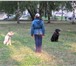 Фото в Домашние животные Услуги для животных Профессиональная дрессировка собак по курсам в Ярославле 200
