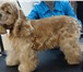 Фото в Домашние животные Стрижка собак Предлагаю услуги груминга для собак: Йоркширский в Котельники 1 000