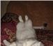 Изображение в Домашние животные Отдам даром Отдам в хорошие руки симпатичного  котика в Новоуральске 0