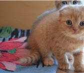 Продаю клубных шотландских котят пушистые комочки 171210  фото в Череповецке