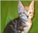 Питомник «Рысенок» продает котят Курильского бобтейла, Курильский бобтейлы – прелестные и необыкнов 68954  фото в Санкт-Петербурге