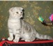 Вислоухие котик и кошечка 1892884 Скоттиш фолд короткошерстная фото в Костроме
