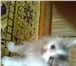 Изображение в Домашние животные Отдам даром Отдам милого сибирского котёночка, очень в Кирове 0