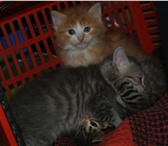 Фотография в Домашние животные Отдам даром ласковые котята(муж.пол) возраст около месяца.Рыжик-умный в Гатчина 1