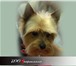 Фото в Домашние животные Стрижка собак ЗооПарикмахер - грумерские услуги для собак в Ступино 2 000