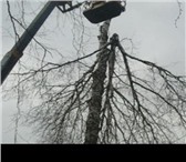 Фотография в Прочее,  разное Разное Поможем вам удалить, спилить, свалить Любые в Саратове 0