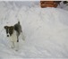 Фотография в Домашние животные Отдам даром Щенок дворняжки 5 мес, девочка ищет хозяев в Омске 100