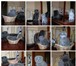 Фотография в Домашние животные Вязка Вислоухий кот ищет подругу для продолжения в Улан-Удэ 0