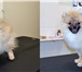 Foto в Домашние животные Стрижка собак Студия стиля для домашних животных "Мотильда" в Белгороде 400