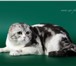 Фотография в Домашние животные Вязка Питомник шотландских кошек Fiery Crystal в Москве 6 000