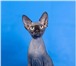 Продаем котят породы Канадский Сфинкс или Бамбино,  Котята очень добрые, забавные и ласковые он п 68960  фото в Москве