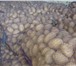 Фотография в Прочее,  разное Разное Картофель оптом +5 от производителя! Картофель в Саратове 7 500