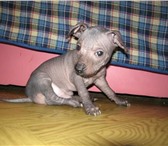 Продаются щенки мексиканской голой собаки-ксоло, мальчики, д, р, 07 мая 2010 г, без родословной, жизн 66264  фото в Челябинске