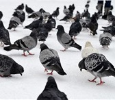 Фото в Домашние животные Птички Тематика: жизненный цикл голубей, специфика в Москве 0