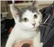 Фото в Домашние животные Приму в дар Ищем хозяина для замечательного малыша-котенка, в Санкт-Петербурге 1