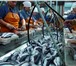 Фотография в Работа Вахтовым методом Требуются рыбообработчики на Камчатку, Шикотан, в Барнауле 40 000