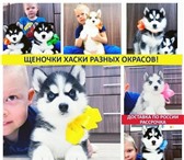 Красивые щеночки хаски 5130494 Сибирский хаски фото в Москве
