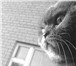 Изображение в Домашние животные Вязка Нужен кот для вязки с шотландской вислоухой в Тюмени 0