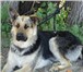 Foto в Домашние животные Вязка собак Предлагается к вязке кобель ВЕО, 2,5 года, в Саратове 0