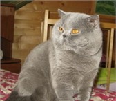 Foto в Домашние животные Вязка Клубный , опытный котик приглашает на вязку в Балашихе 0