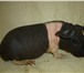 Фотография в Домашние животные Грызуны Продам морских свинок скинни, возраст 2 мес., в Прокопьевске 2 000