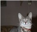 Кошечка дымчатого окраса 3554680 Домашняя кошка фото в Ярославле