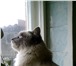 Изображение в Домашние животные Вязка красавец,молодой,сиамский длинношерстный в Белгороде 1 500