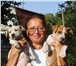 Продаются отличные щенки американского стаффордширского терьера, крупный и крепкий костяк, 4 дево 66054  фото в Магнитогорске