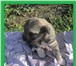 Изображение в Домашние животные Приму в дар замечательный мальчик-щенок, возраст 1,5 в Барнауле 10