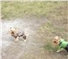 Фотография в Домашние животные Вязка собак Два красавца йорка . стандарты, серебристого в Екатеринбурге 0